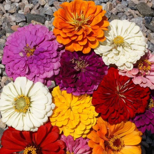 California Giants Mix Zinnia Seeds | Non-GMO | Free Shipping | Seed Store | 1188