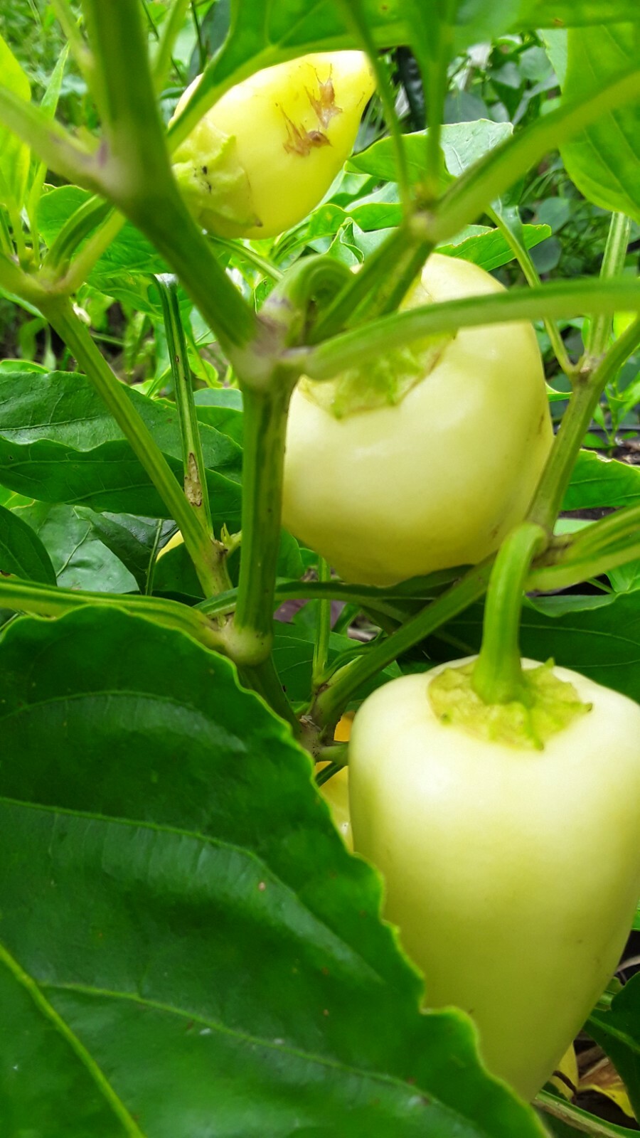 30+ Sweet Gypsy Pepper Seeds Heirloom NON-GMO. No pesticides no herbicides