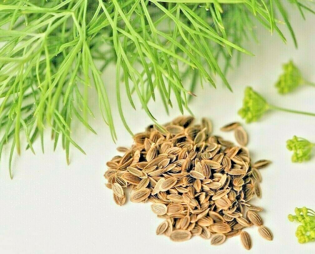 350 DILL SEEDS SPRING PLANTING FRESH NON-GMO HEIRLOOM HERB SPICE VEGETABLE USA