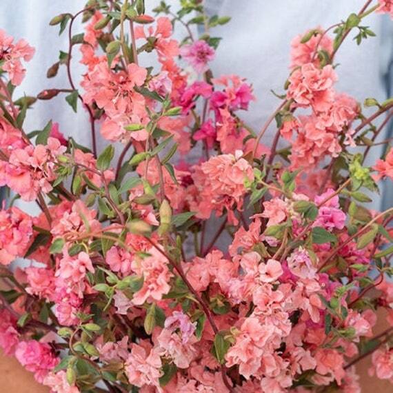 Clarkia Mountain Garland Salmon seeds fresh for 2024-25