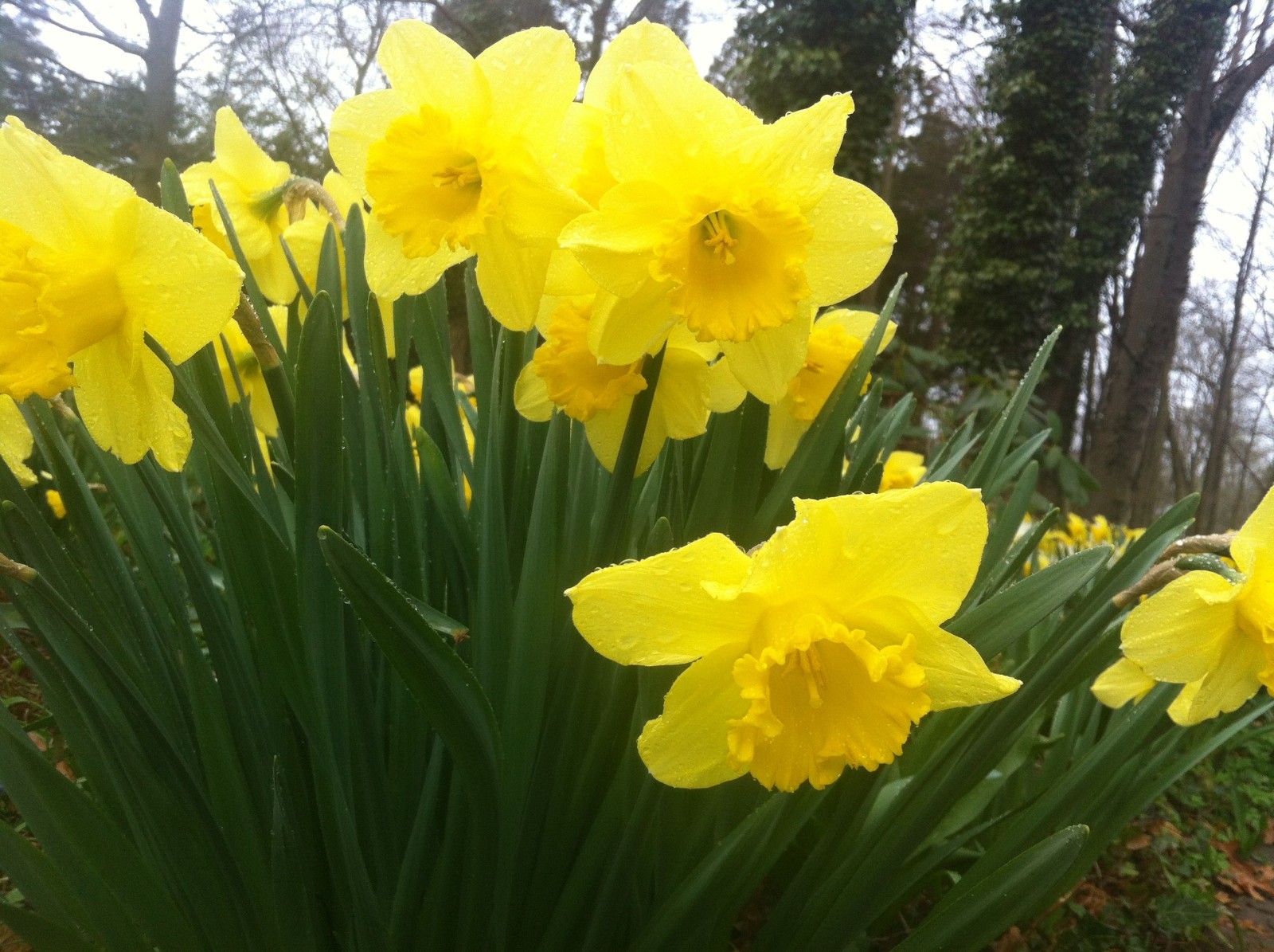 WILD DAFFODIL 50 bulbs LENT LILY,BUTTERCUP
