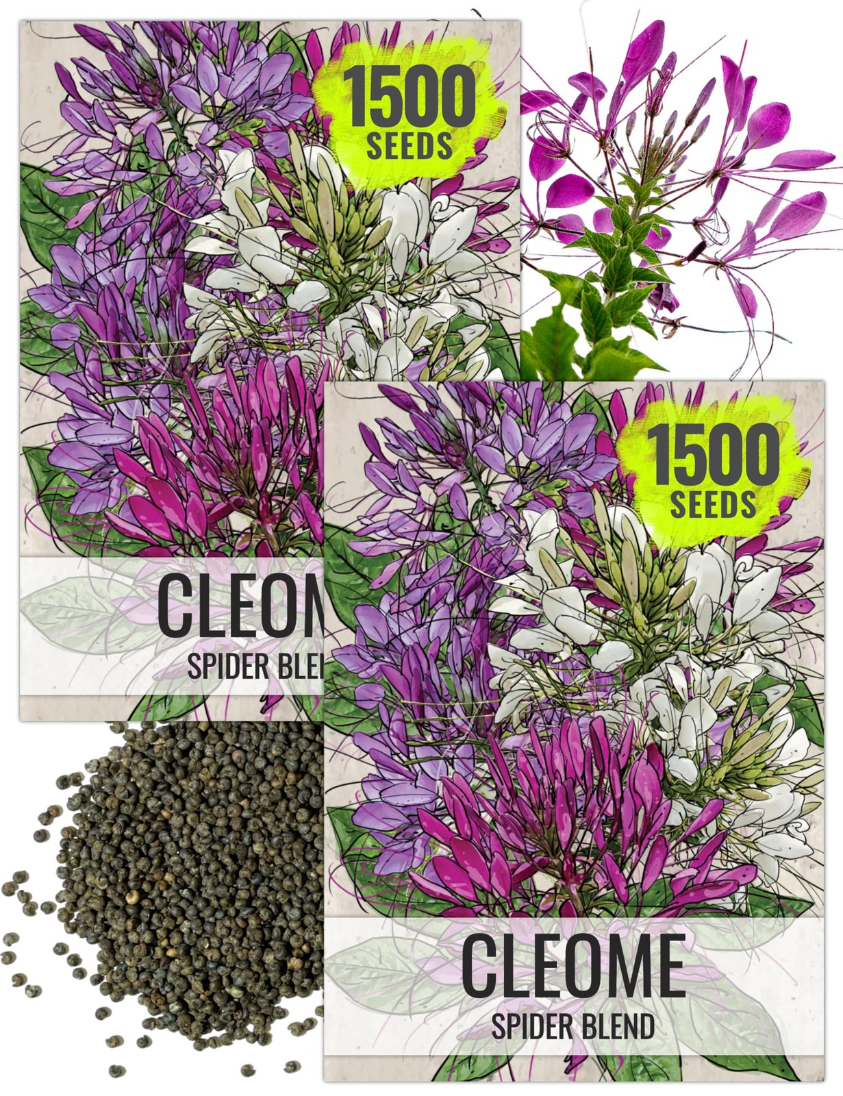Cleome Seeds for Planting Heirloom Wildflowers to Attract Butterflies 2