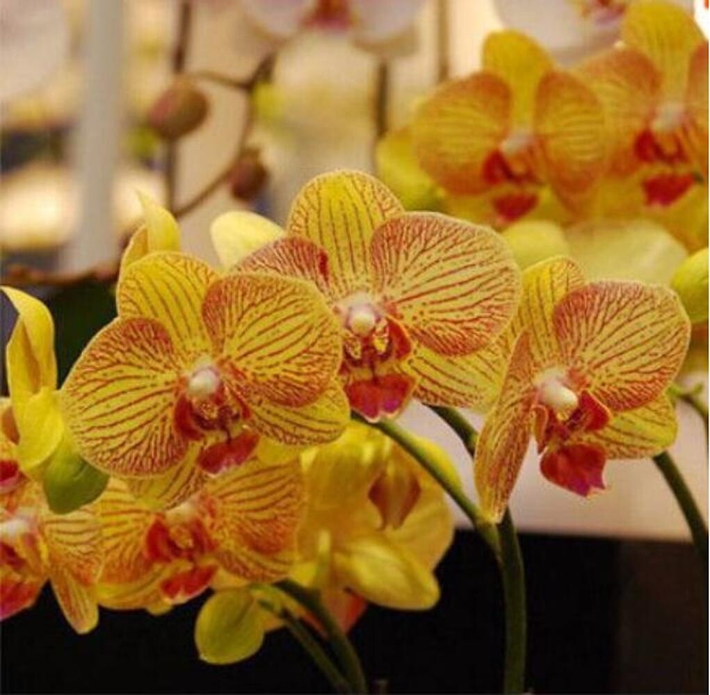 20 SEEDS for Orange Yellow ORCHID rare flower exotic house plant USA Seller