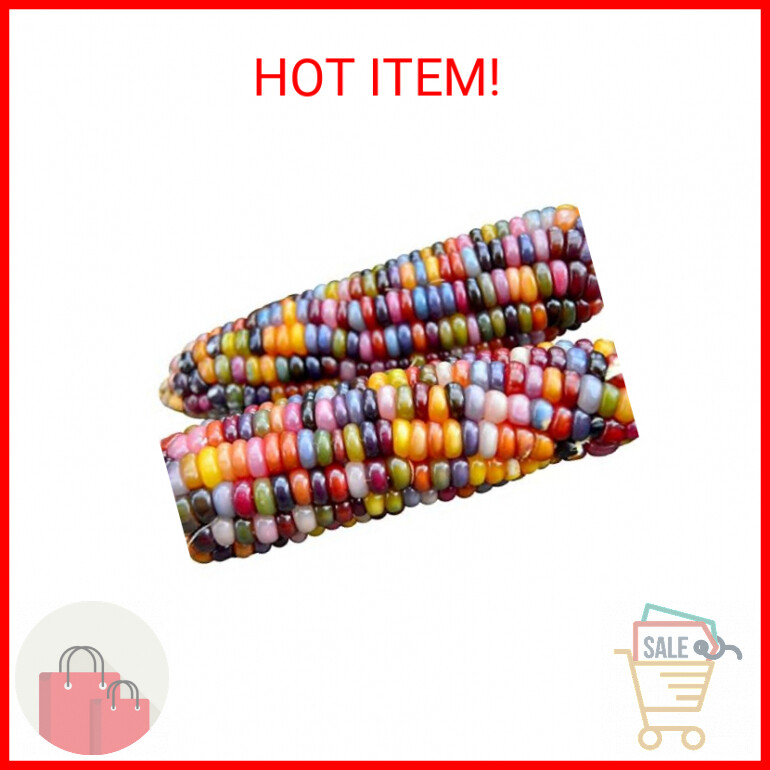 100+ Glass Gem Corn Seeds Non-GMO Popcorn Delicious Jewel-Toned, Glass-Like Kern