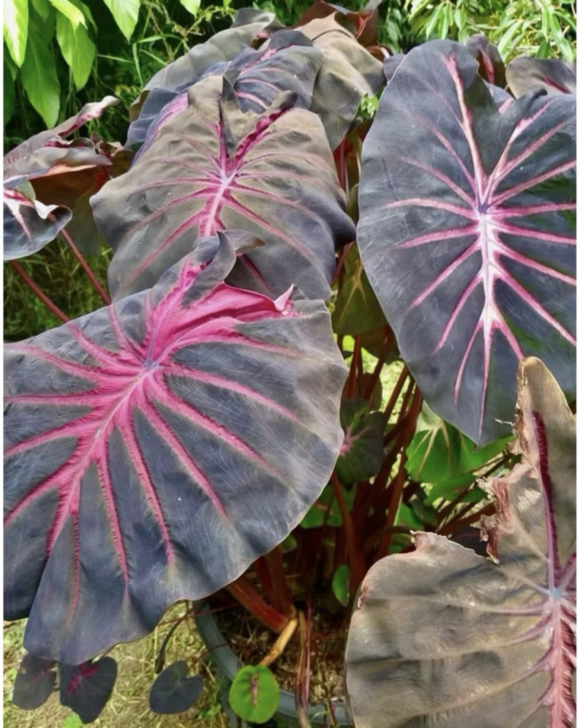 AUTHENTIC Colocasia Red Devil 1 bulb