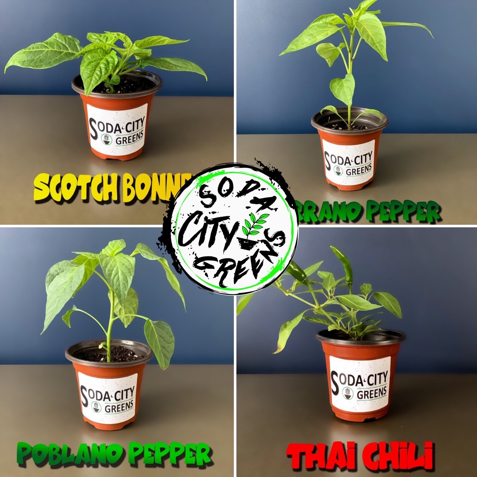 Peter (P***S) Red Pepper Seeds