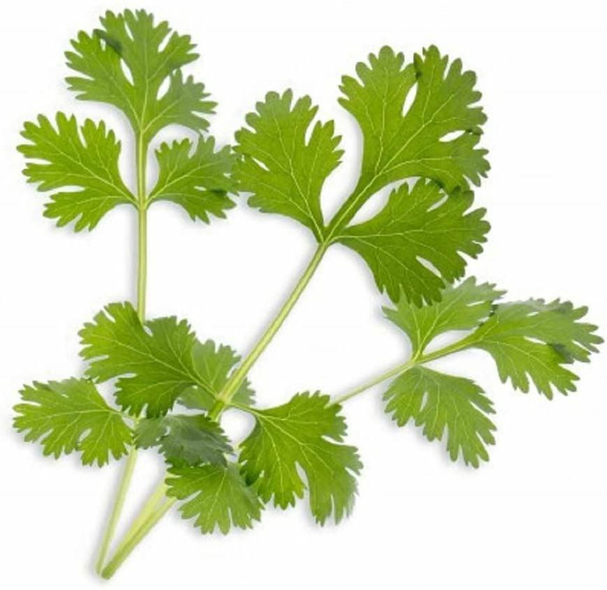 Cilantro Seed for Microgreen Seed Sprouting and Home Gardening. COOL BEANS n SPR