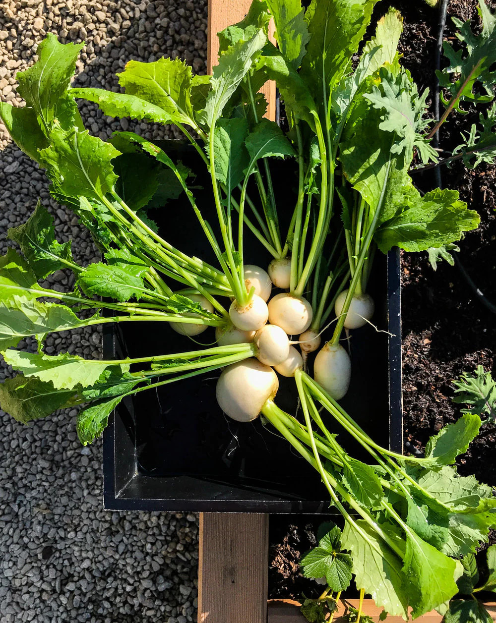 Shogoin Japanese Turnip Seeds | White Hakurei Asian Vegetable Plant Seed 2024