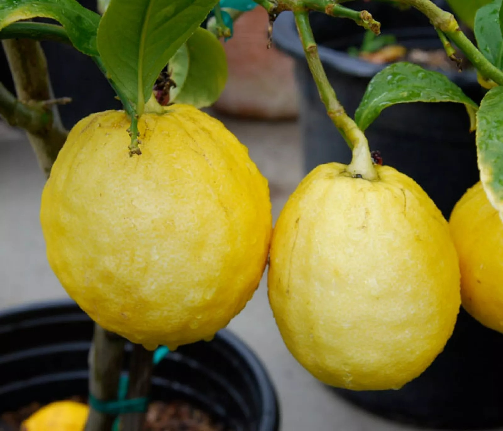 Citron {Citrus medica} Organic Fragrant | Heirloom 5 SEEDS USA POST