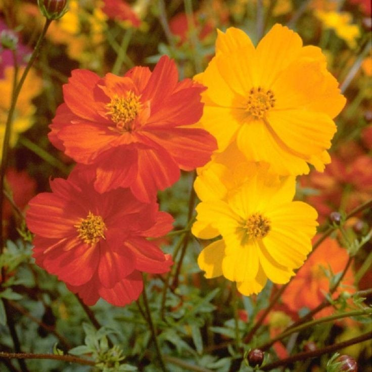 100+ Sulphur Cosmos Seeds – Bright Lights – NON GMO – Hummingbirds – Butterflies