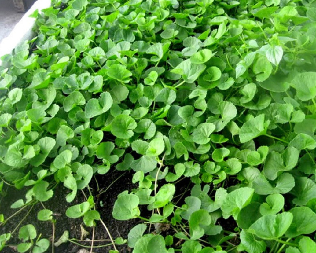 Gotu Kola Seeds 1g – Centella Asiatica – Pennywort – Rau Má Lá To – Asian Herb