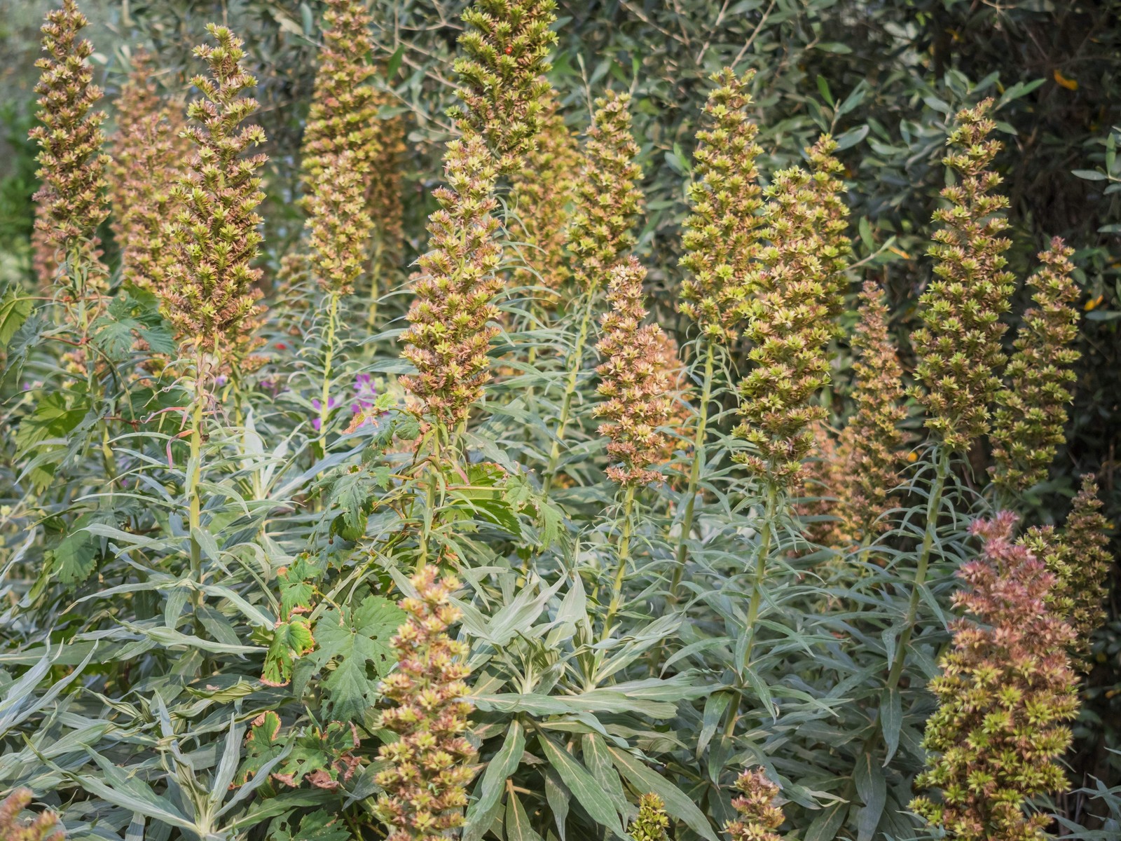 50 RUSTY FOXGLOVE Hummingbird Flower Digitalis Ferruginea Yellow Herald Seeds
