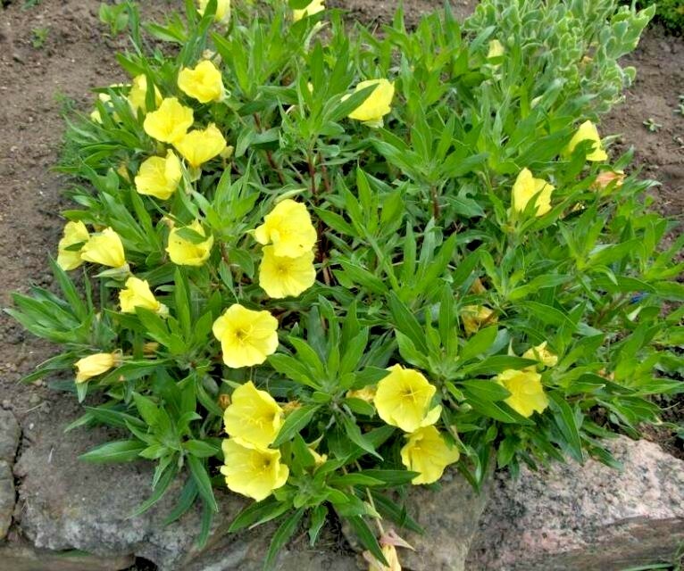 200+Dwarf MISSOURI EVENING PRIMROSE Flower Seeds Drought Groundcover Container