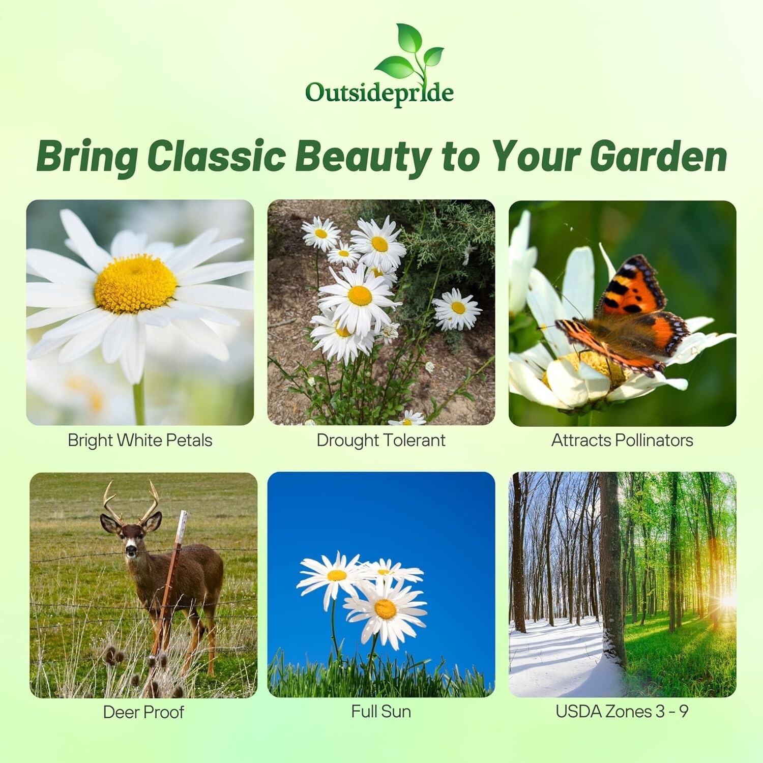 GMO-Free Shasta Daisy Seeds – 1 Lb. of Drought-Tolerant, Beautiful White Blooms