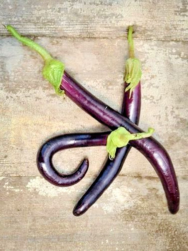 RARE✿ Turkish Heirloom Mugla Long Eggplant 15+ Seeds ●Reliable Producer