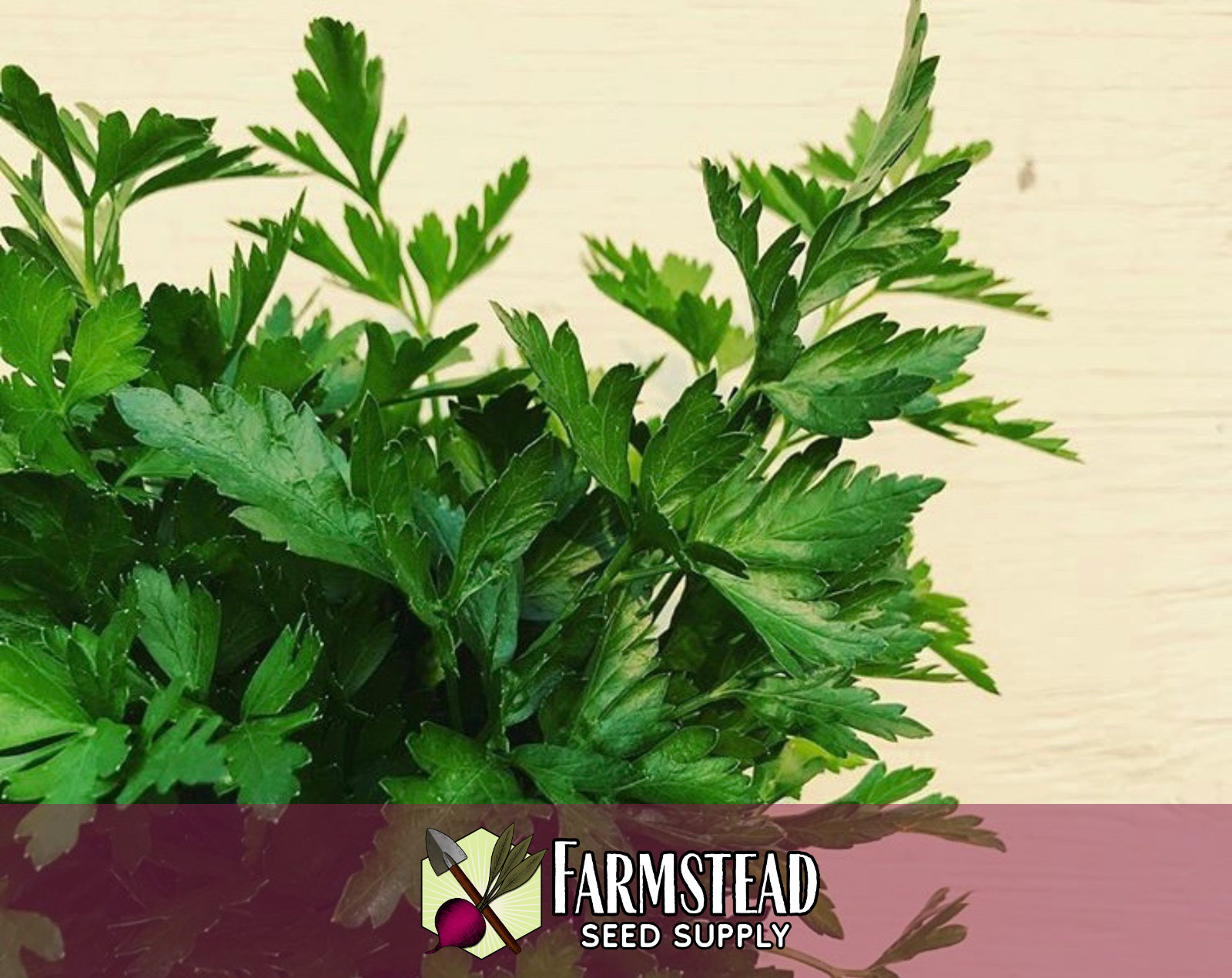 3500+ Parsley Seeds [Italian Flat Leaf] Vegetable Gardening, Heirloom, Non-GMO