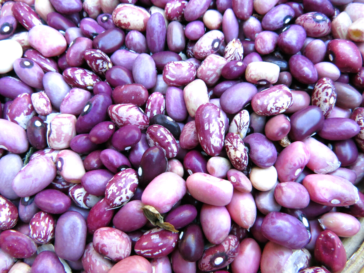 Hidatsa Red Variety – land race bean