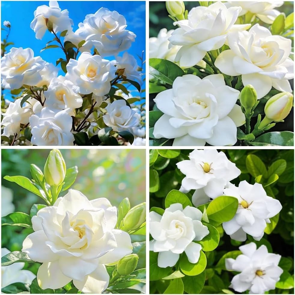 Perennial Gardenia Seeds (200+) – Transform Your Garden with Fragrant Blossoms