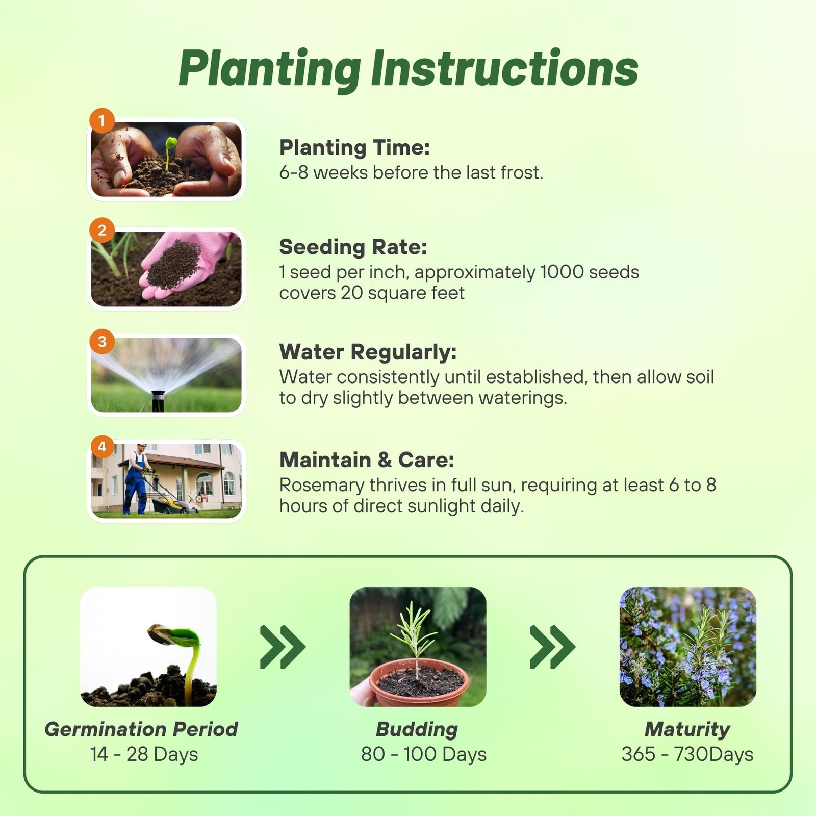 1000 Seeds Rosemary Seed For Planting – Rosemarinus Officinalis Herb Garden