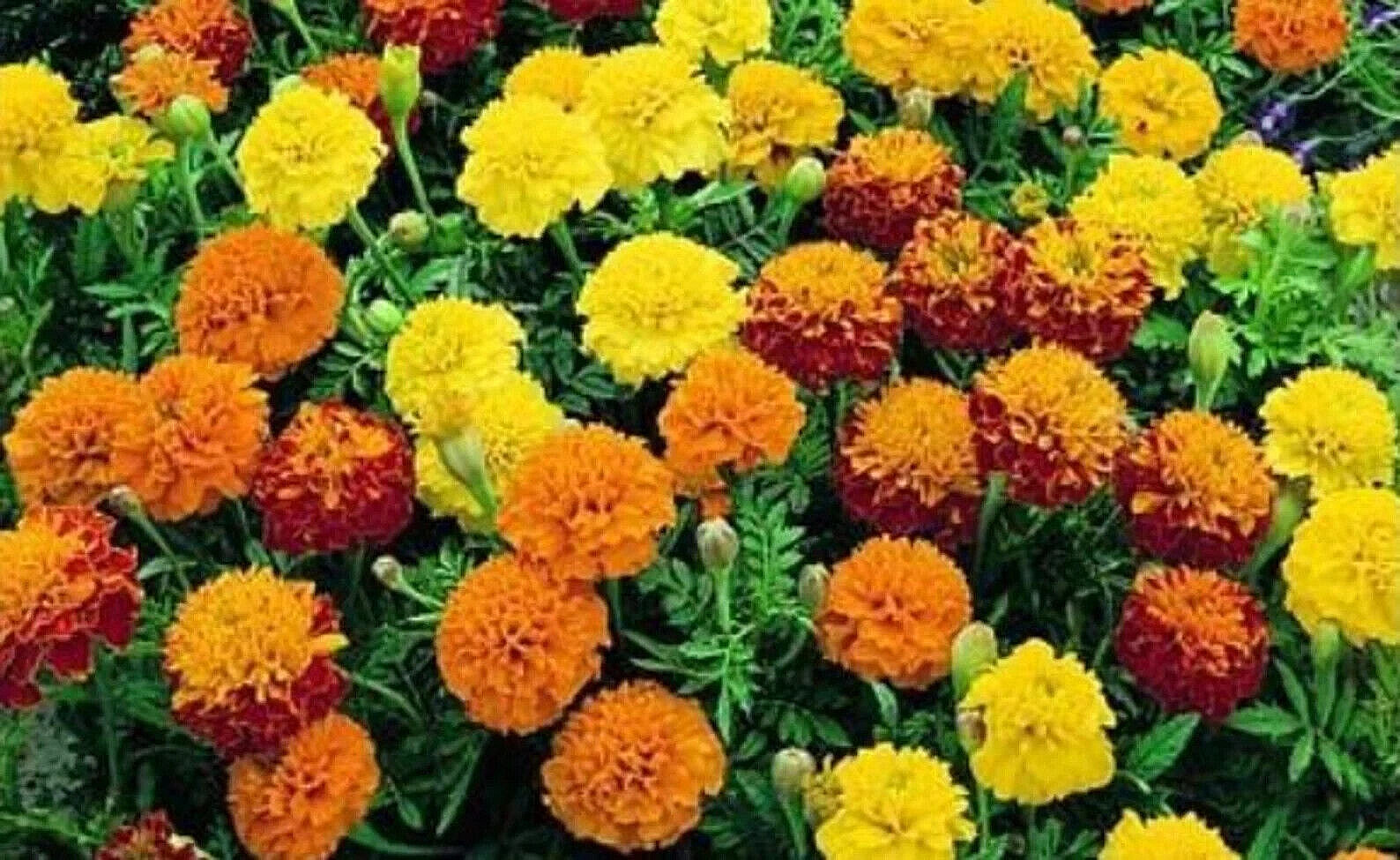 300+ FRENCH SPARKY Dwarf Marigold Mix~Orange, Yellow, Red Non-GMO Heirloom Seeds