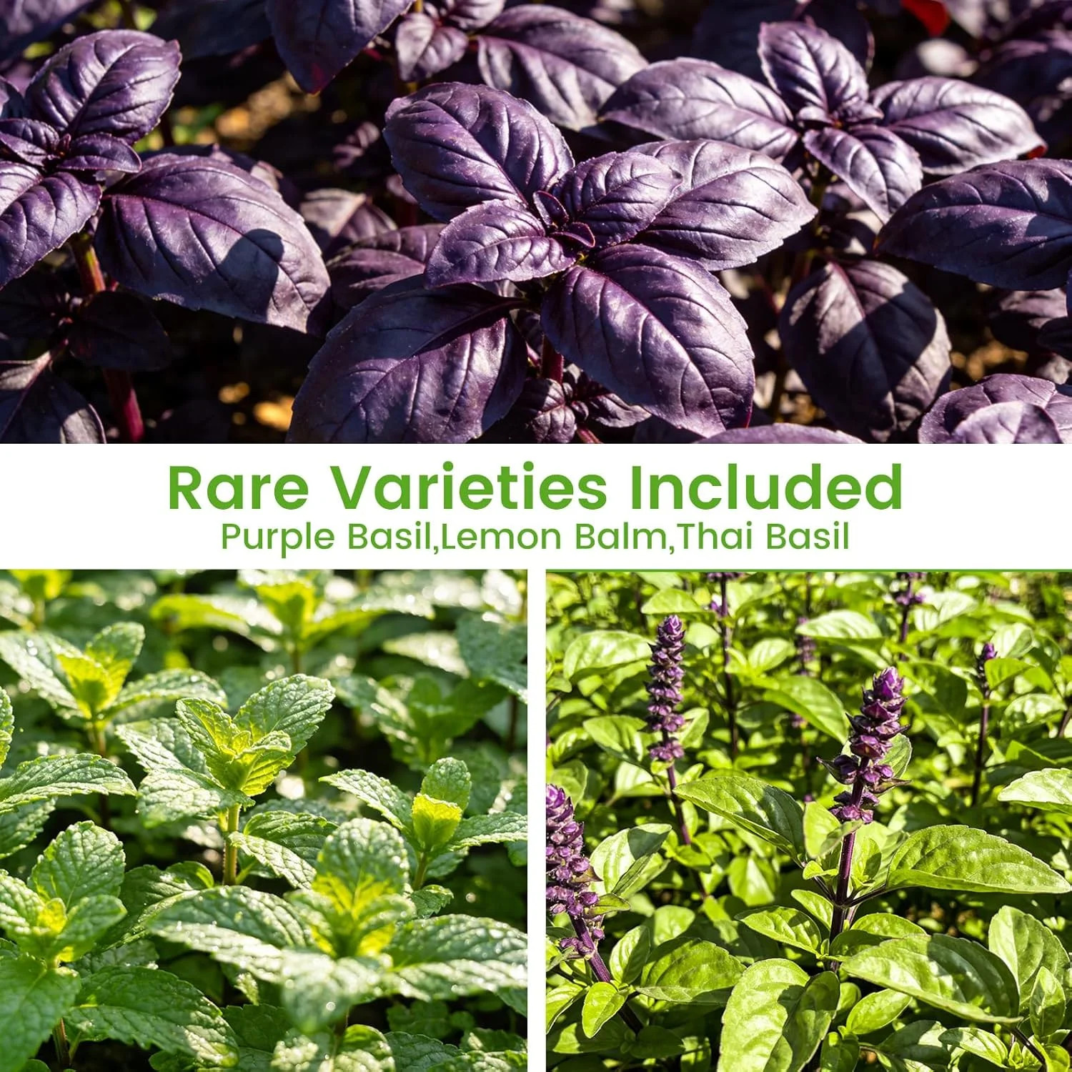 Herb Seeds 15-Pack – 4,500+ Heirloom Seeds for Planting – Indoor & Outdoor Herb