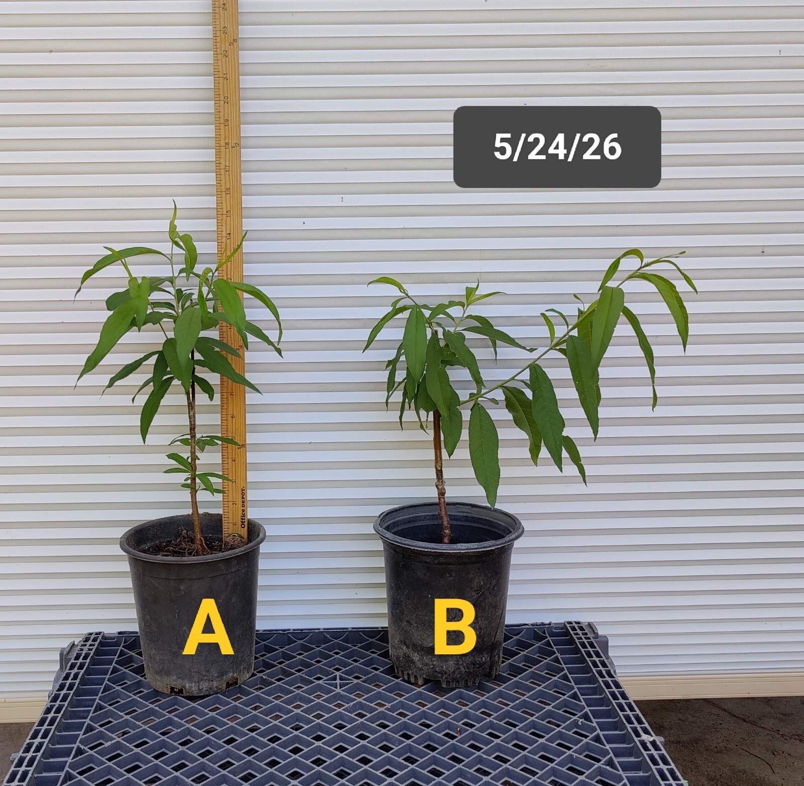1 (One) Live “YELLOW DONUT PEACH” plant grafted rooted about 10-16″ tall.
