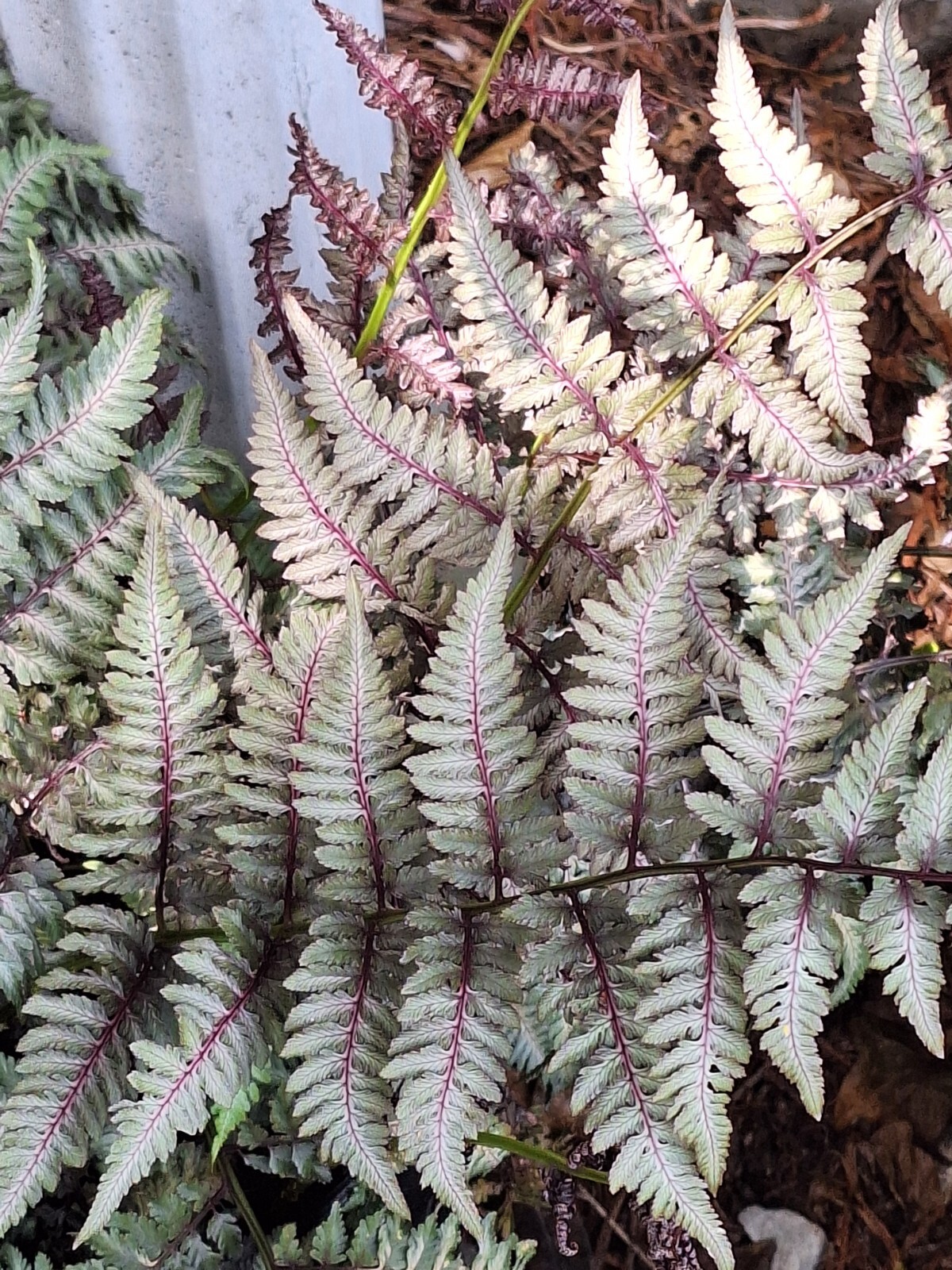 LADY FERN ‘REGAL RED’ 1000 SPORES (SEEDS*) FILIX FEMINA NIPONICUM, COLD HARDY
