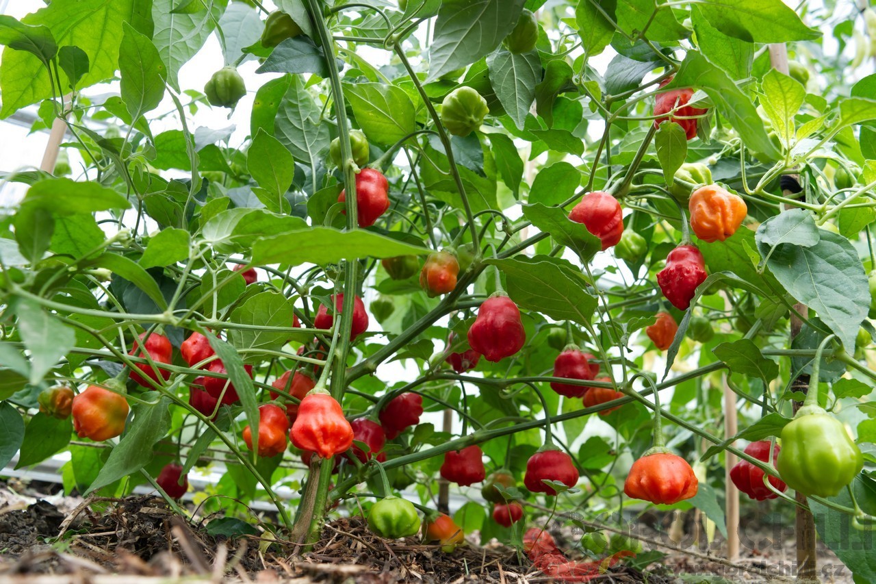 🌱NEW! Aji Rainforest Hot Chili Pepper 25+ Seeds