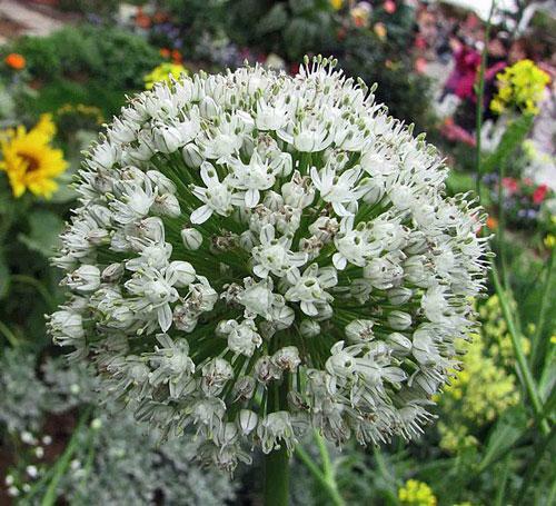 Allium fistulosum | Japanese Bunching or Welsh Onion | 5 Seeds