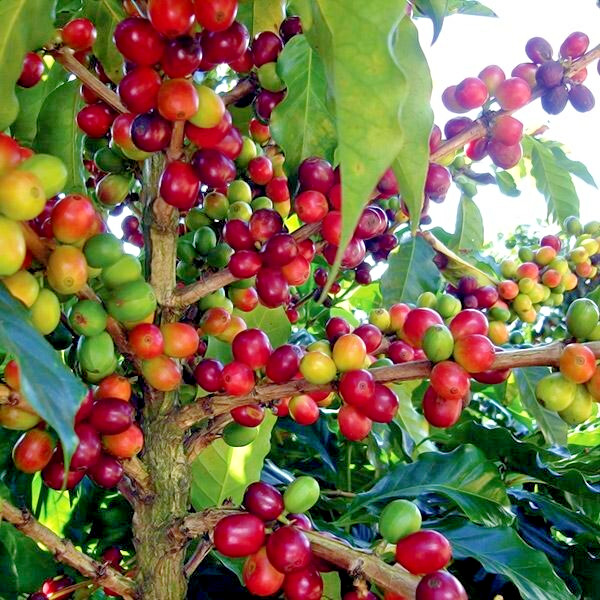 20 Coffea arabica Seeds Tropical EXOTIC Coffee Bean Indoor House Plant Tree RARE