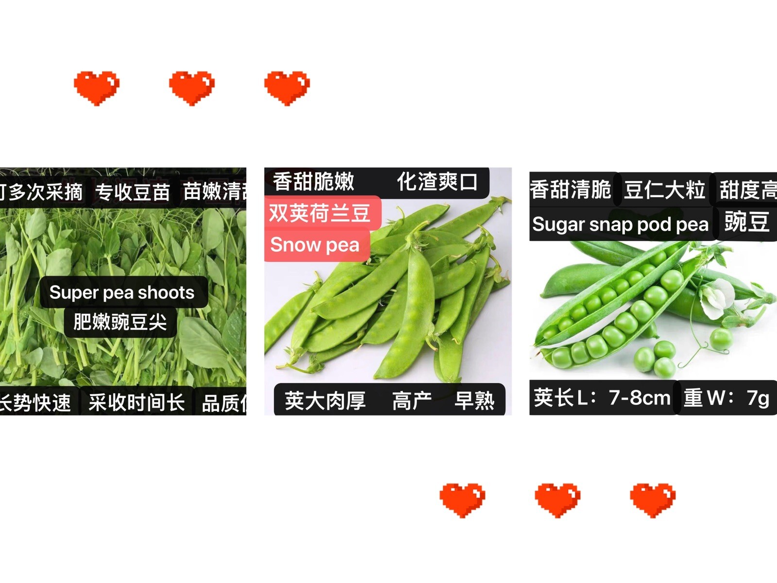 Pea seed set:snow pea,sugar snap pod pea,super pea shoots每种25粒甜豆种籽：荷兰豆豌豆豌豆苗2023年