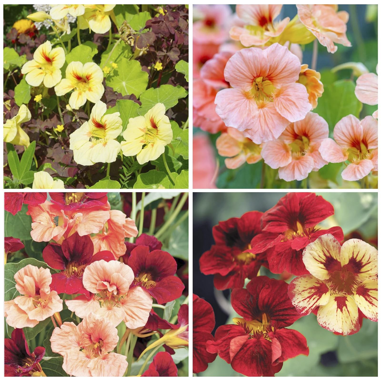 100+ Mix Nasturtium Seeds for Planting-Rare Climbing Flower Attracts…