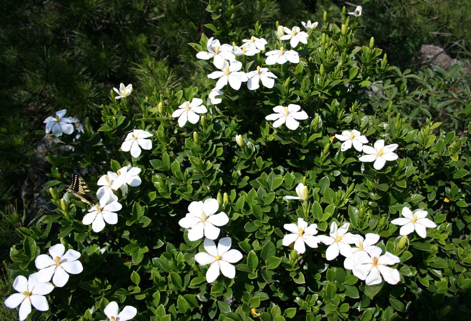 Gardenia jasminoides aka Cape Jasmine 50 Seeds Free Shipping!