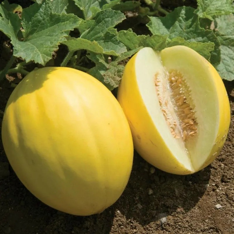 25+ Canary Yellow Melon Seeds – Cucumis Melo Heirloom –AKA Juan Canary