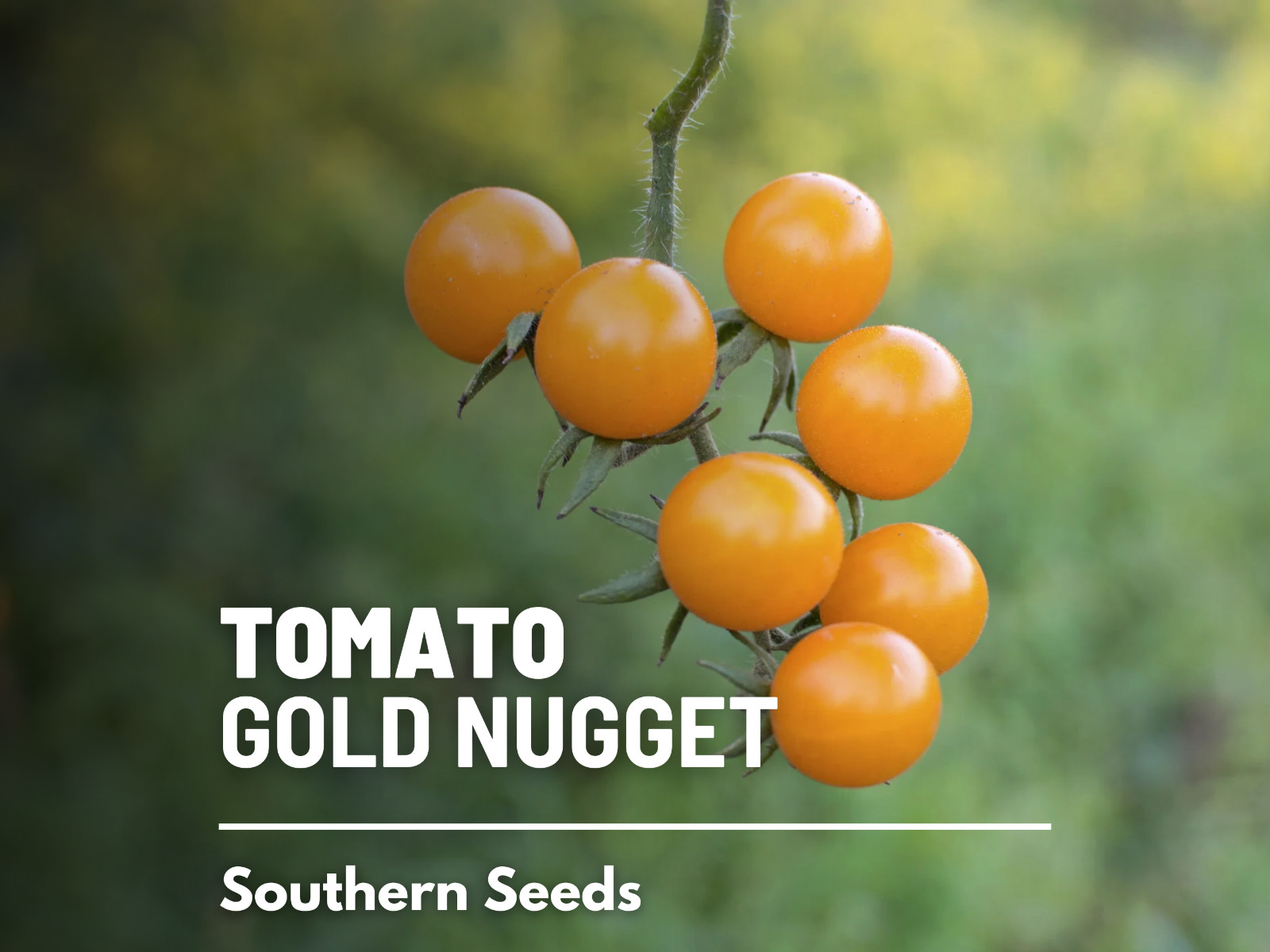 Tomato, Gold Nugget – Heirloom Seeds – Easy to Grow – GMO Free (Solanum lycopers