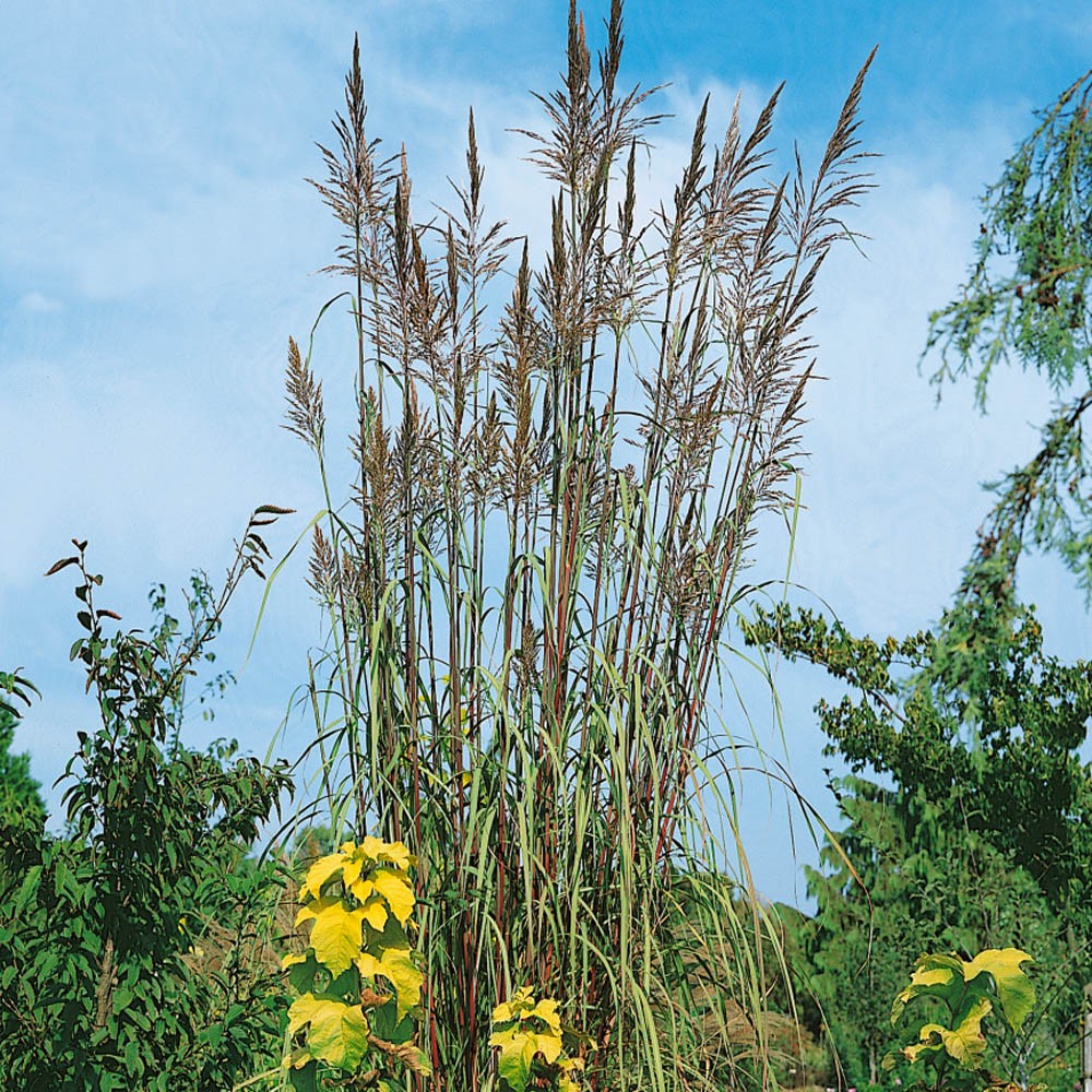 250 Seeds Plume Grass Seed – Ravenna Ornamental Grass Seeds