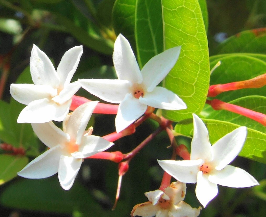 Carissa carandas | Bengal Currant | Christs Thorn | Carandas Plum | | 10_Seeds