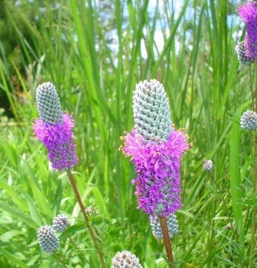501+PURPLE PRAIRIE CLOVER Seeds Wildflower Nitrogen Fixing Drought Heat Cold