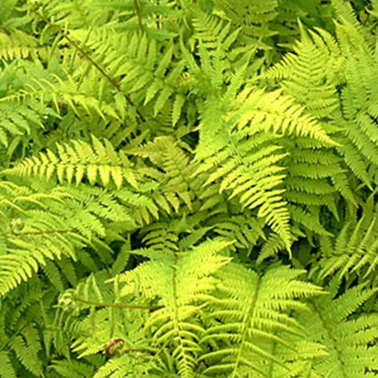 1 Lady Fern Athyrium filix-femina Wildflower garden Dormant Bare root crown