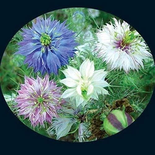 Love-in-a-Mist Seeds (((25 Seed Packet))) (More Heirloom, Organic, Non GMO, Vege