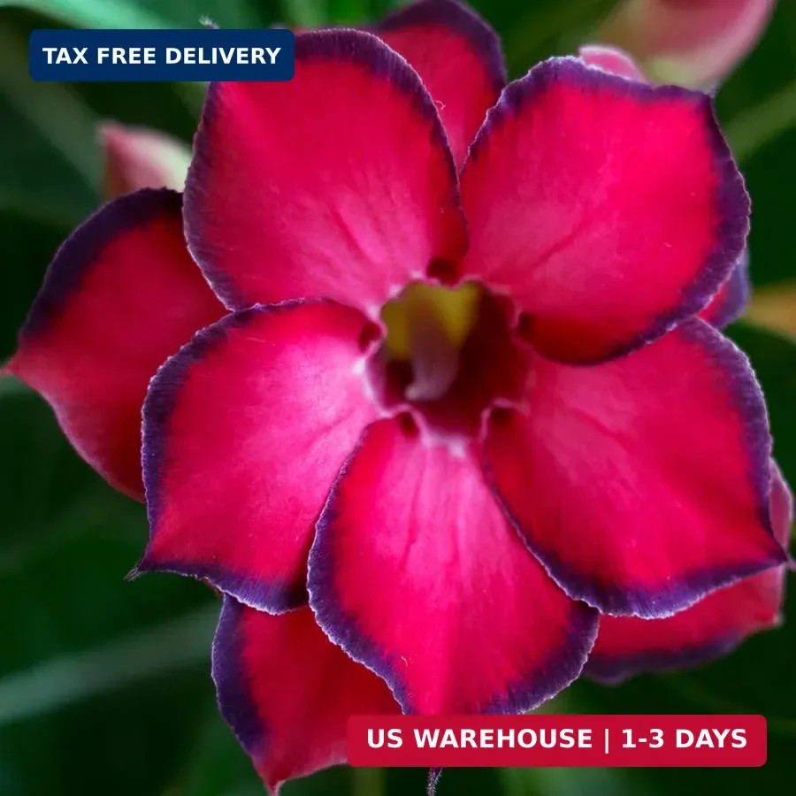 20 Desert Rose Seeds for Planting Mixed Color Ready to Grow Adenium Obesum Seeds