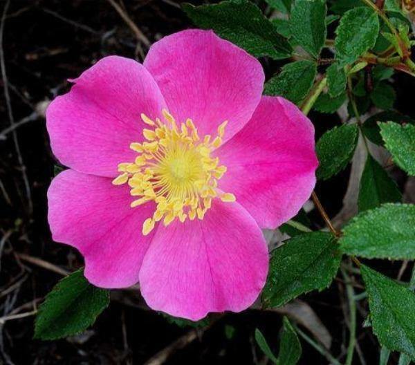 Rosa carolina | Pasture Rose | Carolina Rose | Wild Rose | Sand Rose | 10 Seeds