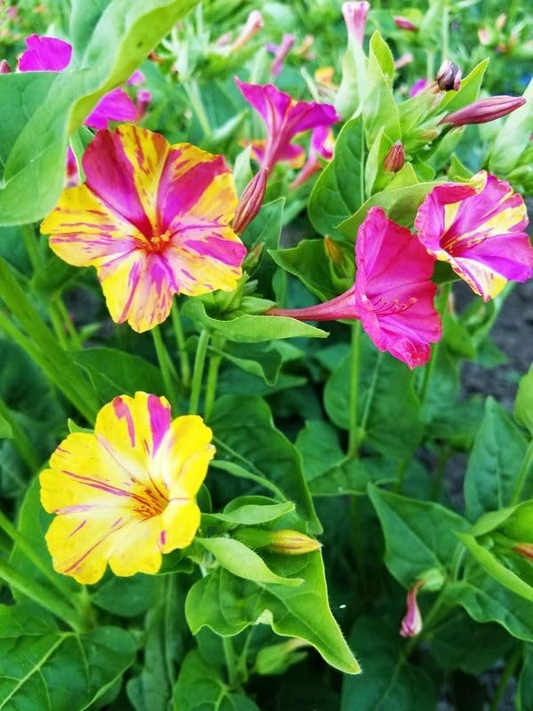 Mixed Four O Clock Seeds – Broken Colors 50 Pcs Mirabilis Jalapa