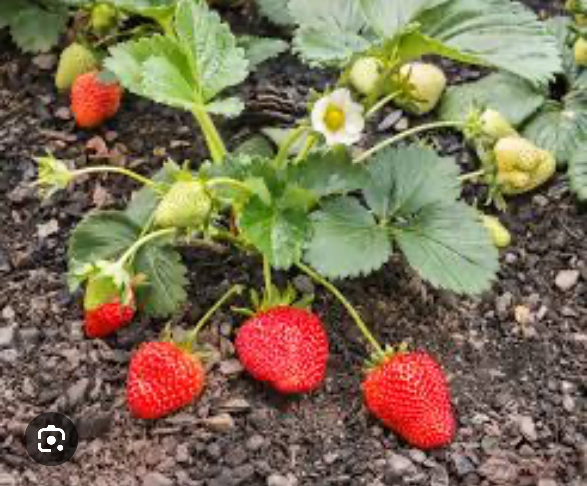 200 Seascape Strawberry Seeds Heat Tolerant Berry Fruit Perennial Organic
