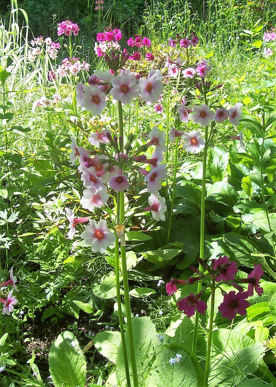 Japanese Primrose Seeds, Candelabra Primrose, 300+ (Primula Japonica.) Perennial