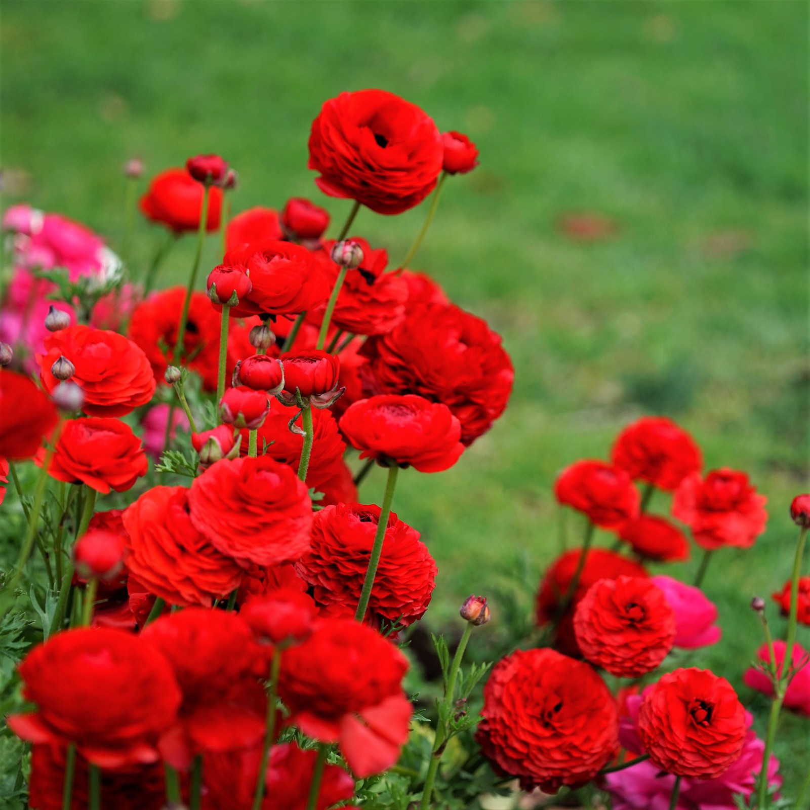 Ranunculus Buttercup Red 10 Flower Bulbs – Spring Red Blooms Temperate Sun