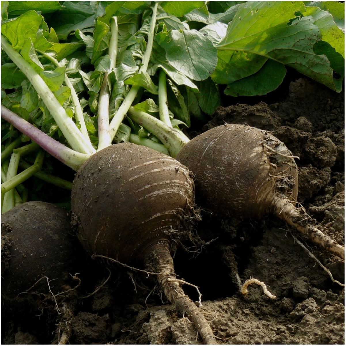 Black Spanish Radish Seeds For Planting (Raphanus sativus)
