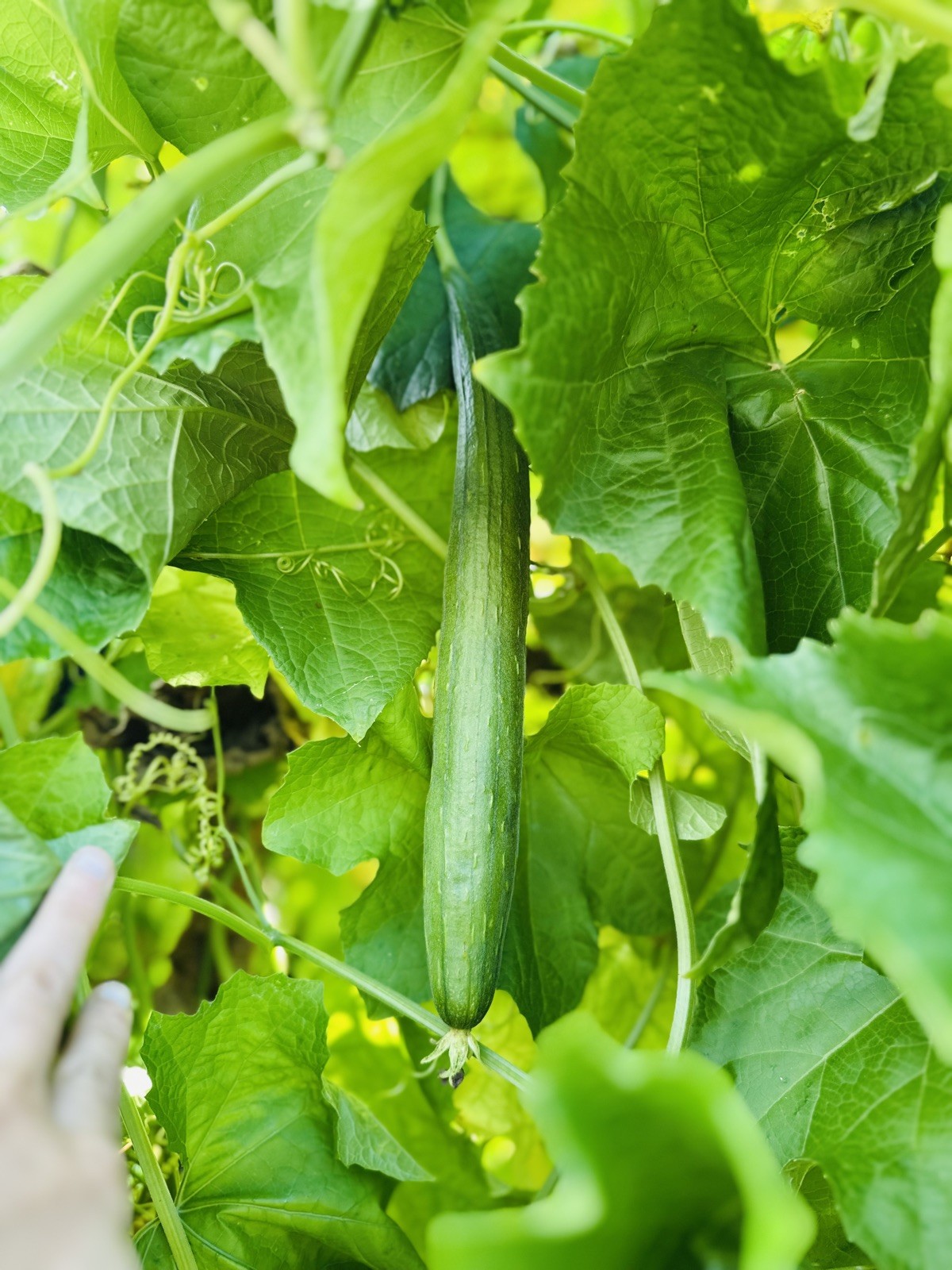 Luffa (Loofah) Gourd Seeds 30 Piece Non-GMO Organic.