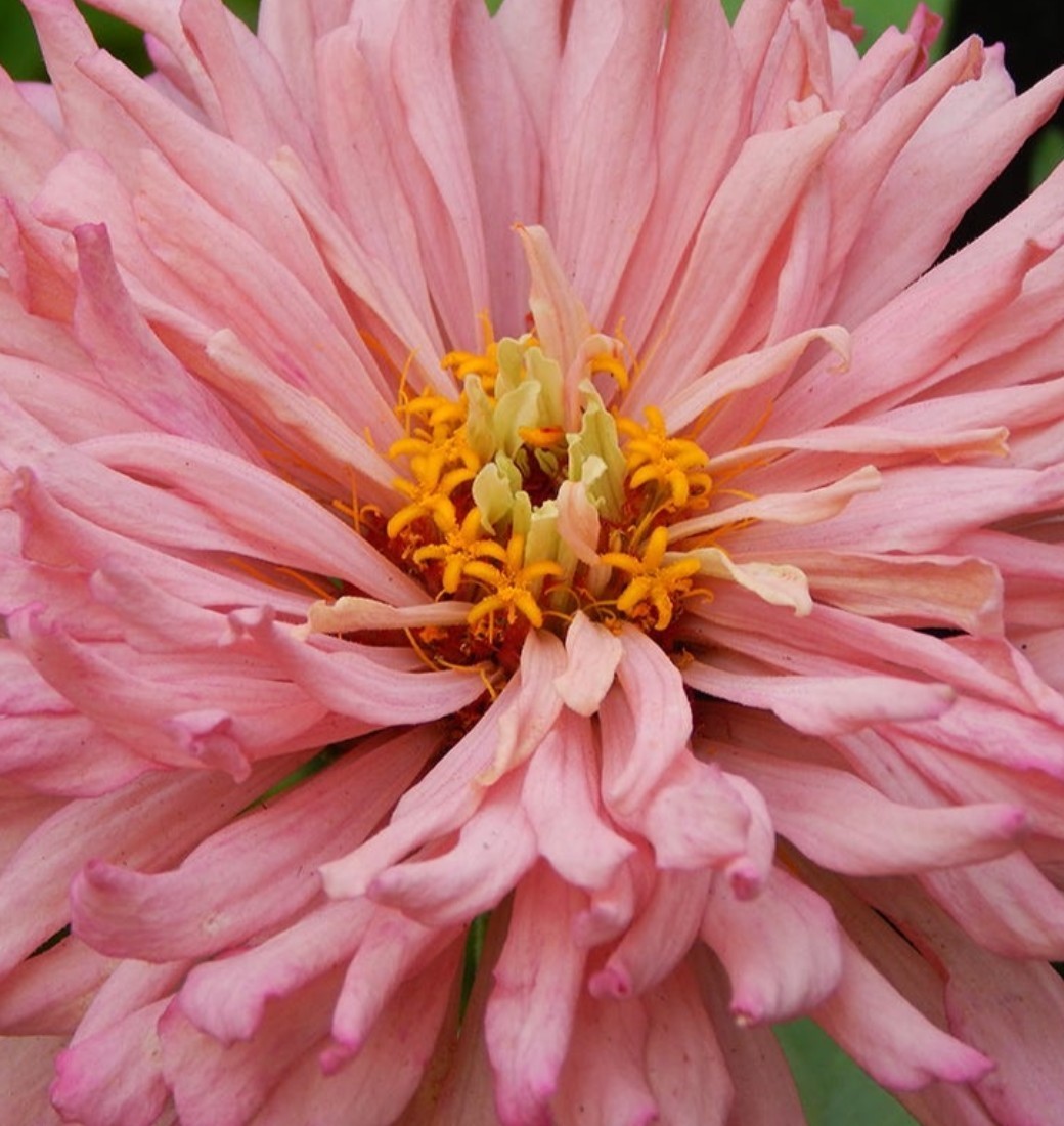 100+ Pink Giant Cactus Zinnia Seeds **Fresh Seeds** ~~Free Shipping~~