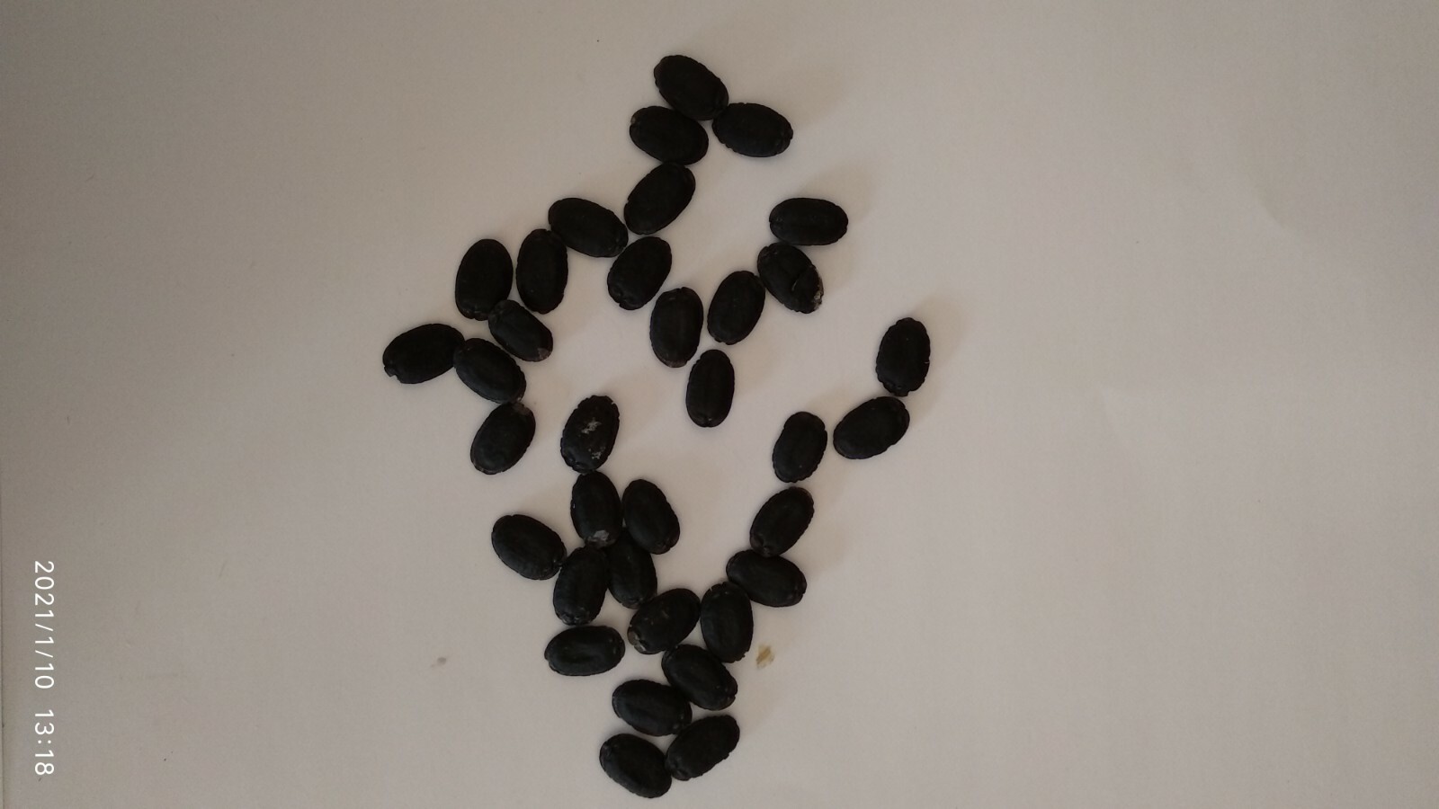 Luffa Seeds 絲瓜種子(10 pcs), grow as Vegetable or natural Sponge, Taiwanese sigua 